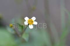 Bidens biternata
